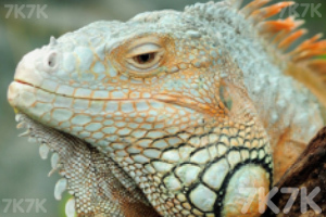 《动物滑动拼图》游戏截图2 《动物滑动拼图》游戏截图2