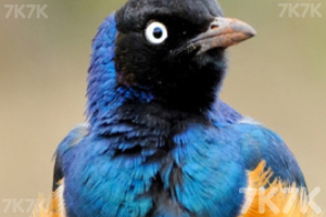 《动物滑动拼图》游戏截图1 《动物滑动拼图》游戏截图1