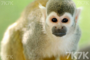 《动物滑动拼图》游戏截图3 《动物滑动拼图》游戏截图3