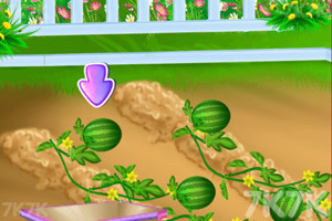 《宝贝泰勒种西瓜》游戏截图2 《宝贝泰勒种西瓜》游戏截图2