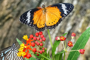 《美丽的花海拼图》游戏截图1 《美丽的花海拼图》游戏截图1