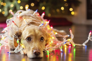 《美妙圣诞节拼图》游戏截图1 《美妙圣诞节拼图》游戏截图1