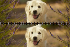 《萌犬找不同》游戏截图1 《萌犬找不同》游戏截图1