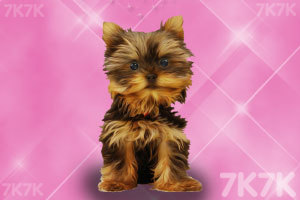 《宠物洗澡》游戏截图1