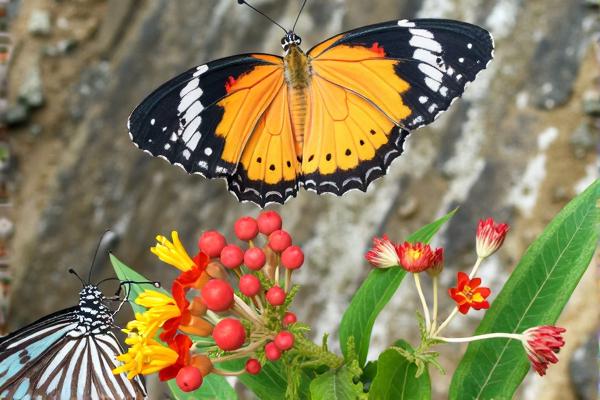 美丽的花海拼图