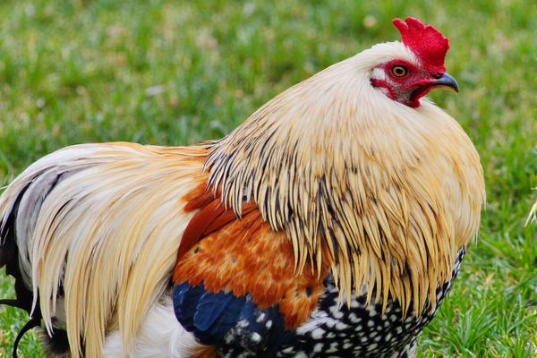 可爱的家禽拼图