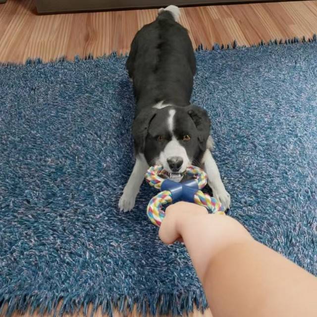 狗狗模拟养成计划