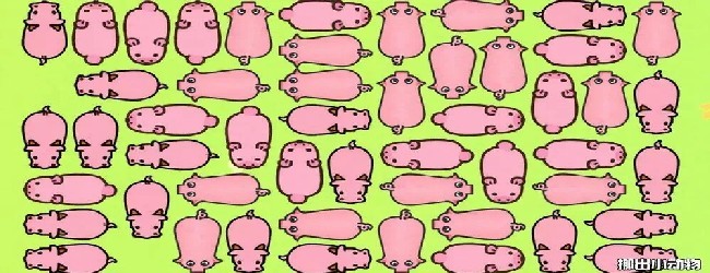 猪了个猪消除游戏2